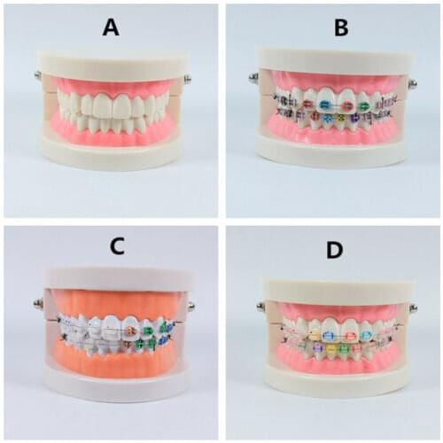 1Pcs Dental Teeth Standard Model Study Model Typodont Demonstration Model