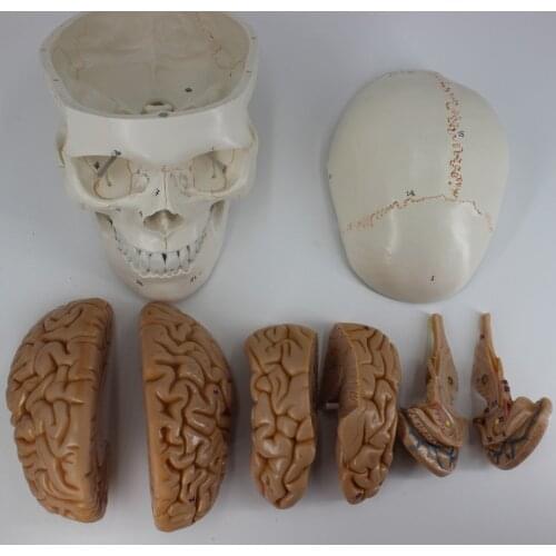 New Skull model brain neurology craniocerebral anatomy model with digital number mark education head model