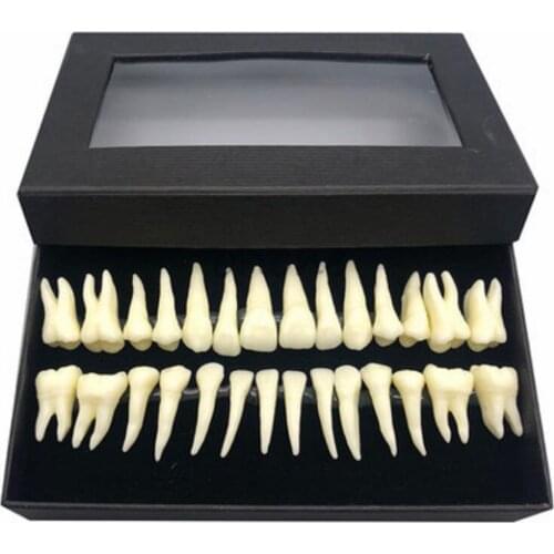 1:1 Dental 28 pcs Demonstration Permanent Teeth Teach Study Model Dental Implant Whole set 28 pcs Teaching Model Learning Model