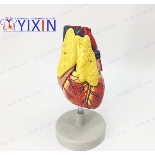 Classic Human Heart Model with Thymus, 3 Parts, Anatomically Life Size Human Skeleton Anatomy for Science Classroom Study