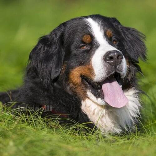 Diamond painting embroidery Bernese Mountain Dog full square round rhinestone 5d cross stitch kits diamond mosaic cute poppy pet