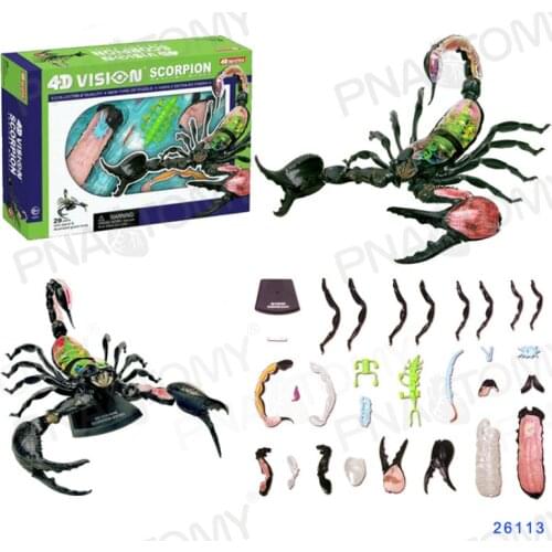 4D MASTER Scorpion model Animal anatomy Biological anatomy of insects Popular science of organ gift toys