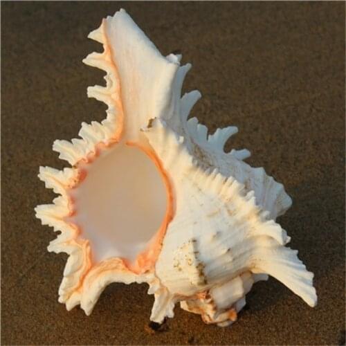 Natural Conch Shell Home Wedding Decor Birthday Gift Fish Bowl Aquarium Landscape Ornament