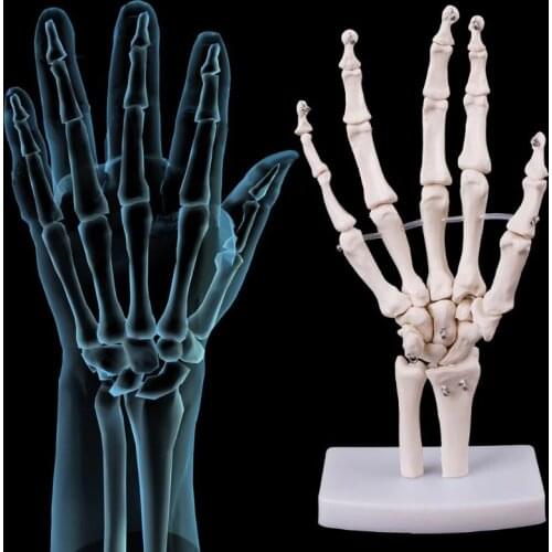WROEUT Skeleton Models