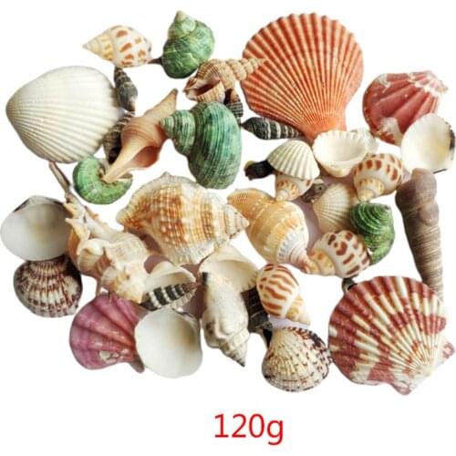 120g Natural Turbo Seashell Sea Conch Hermit Crab House Aquarium Practical Shells Crafts Decorations Beach Durable Photography P