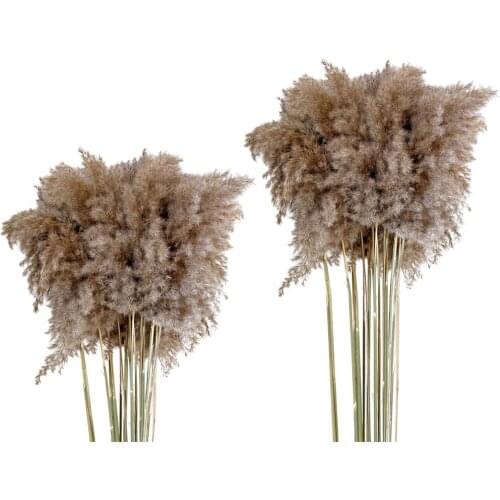 10pcs Dried Pampas Grass Feathers Natural Dried Reed Flowers Bouquet Arrangements for Wedding Vase Holder Garland Home Decor