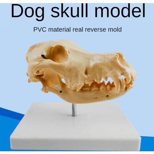 Dog skeleton model simulates dog skull, teeth and animal skeleton. Real inverted model pet doctors knee joint function