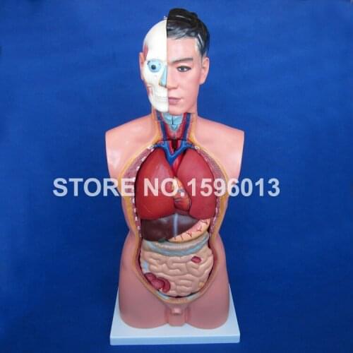 85CM Male Torso with Internal Organs 19 Parts,Human Torso Model