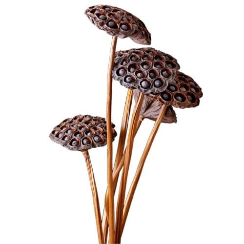 5pcs Top quality decor seedpod of lotus real plants flowers natural dried brwon lotus pods with stems