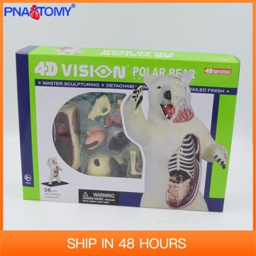 4D MASTER Animal Anatomical Model White Bear Anatomy Skeleton DIY Gift Children Toy Zoo Decoration Museum Used Tool Educational
