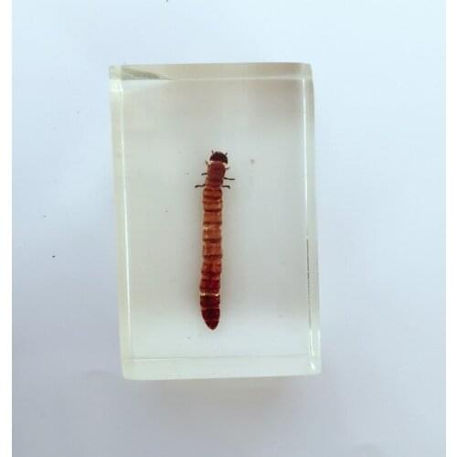 Real Mealworm Specimen Real Insect Specimen Model Real Insect Embedded Transparent Resin Specimen Entomology Teaching Aids