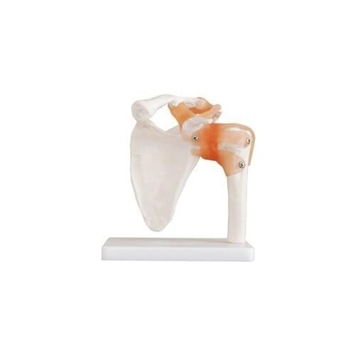 Natural big model human model shoulder joint model human skeleton model of the shoulder joint