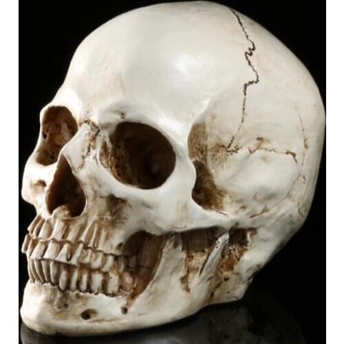 1:1 resin skull painting skull art human muscle bone anatomy skull model art