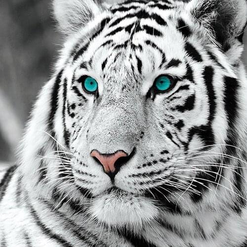 5D DIY Diamond Painting Animals For Sale Picture Cross Stitch Kit Diamond Embroidery White Tiger Rhinestone Set Home Decor Gift