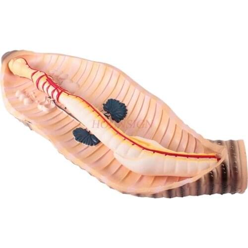 Earthworm anatomy enlarged model biological experiment equipment laboratory teaching aid instrument coelenterate