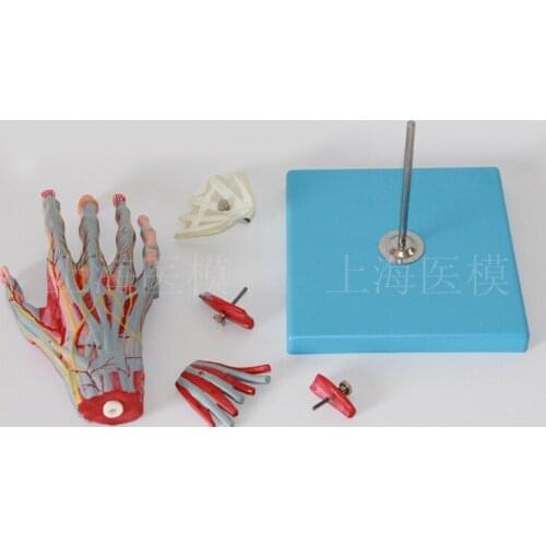 Hand palm anatomical model with neurovascular and muscle anatomical model hand model