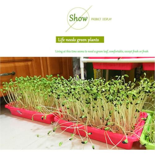 Pengliu Houseplant Seeds