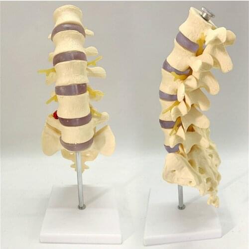 Spine and lumbar spine model 1:1 human skeleton model skeleton simulation bonesetting assembly medical teaching detachable