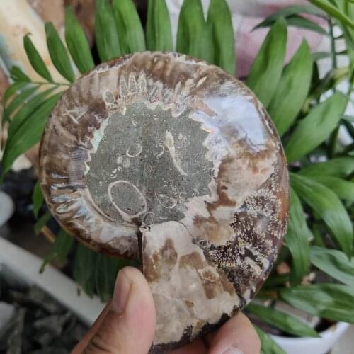 Huge 200-240g whole natural ammonite fossil conch slice crystal specimen healing
