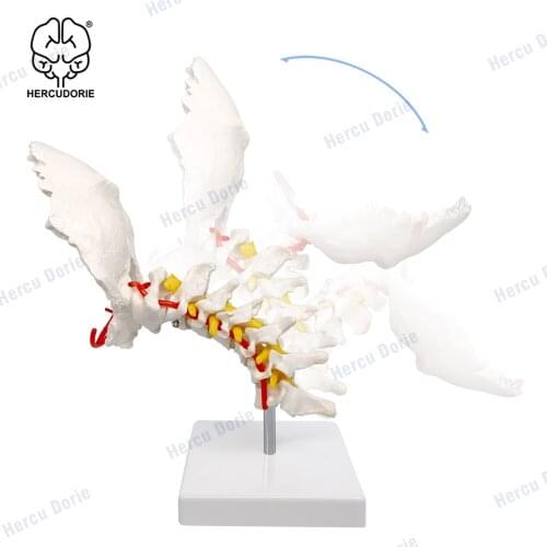 Human Anatomical Model Cervical Vertebra Model Cervical Spine with Neck Artery Occipital Bone Disc and Nerve ModelFlexible