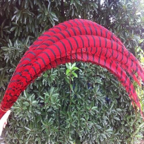 10 pcs/lot 32-40 inch/80-100 cm Red Lady Amherst Pheasant feather for Home Decoration,Wedding Party Decoration
