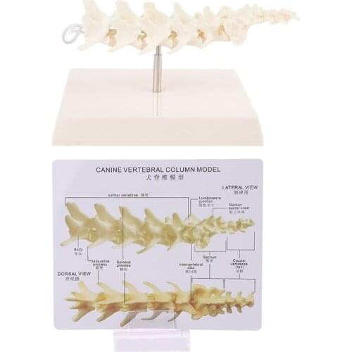 Dog Canine Lumbar Vertebrae with Coccyx Model Aid Teaching Anatomy Display Study U4LD