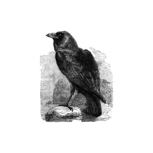 Free Shipping (Bird) canvas prints oil painting printed on canvas wall art decoration picture Home Decor Artwork XJDP-13