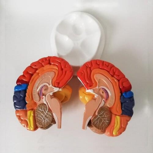 1:1 Brain Brainstem Functional Area Anatomy Medical Teaching Lab Supplies