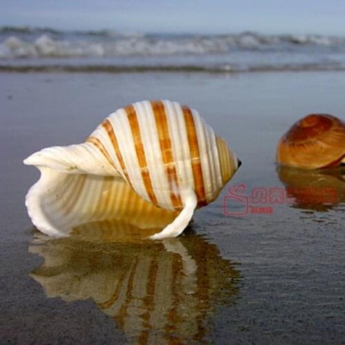 Natural Shell Sea Conch Snail Fish Tank Aquarium Decor Roll Shellfish Breeding Shell Micro-landscape Succulent Flower Pot Gift