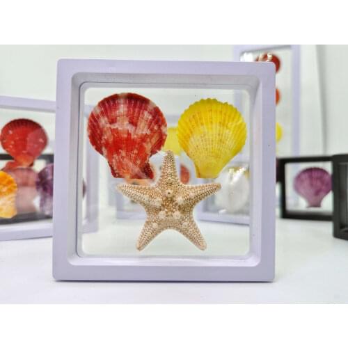 Natural shell, conch, starfish, stand packaging, home decoration, desktop decoration