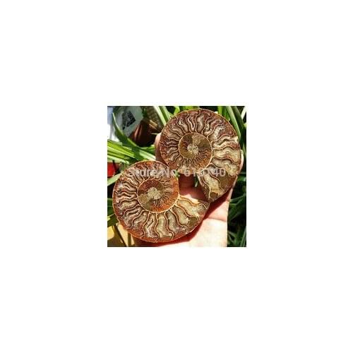 AA003VV 1 pair of Split Ammonite Fossil Specimen Shell Healing Madagascar