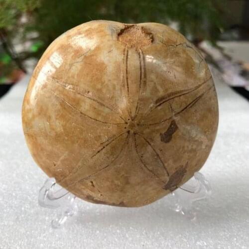 1pc 100-200g Mineral sample starfish fossil Raw Natural Polished Sea Urchin quartz reliquiae Madagascar Gift Crystals Healing