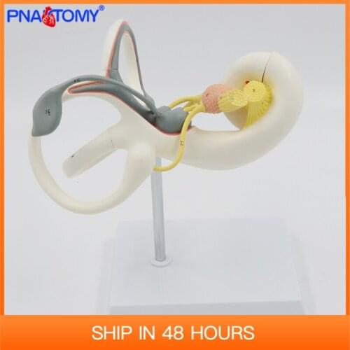 Enlarged Human Ear Labyrinth Model Inner Anatomical Sense Organs Detachable Medical Teaching Tool Hospital Use