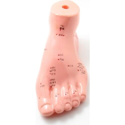 13cm Foot acupuncture model foot acupuncture needle acupoint model foot acupuncture point model