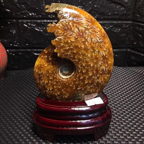 Boutique! Natural Ammonite Fossil Specimen Jade Ocean Conch Madagascar Ocean Conch Fossil Home Decoration And Free Wood Stand