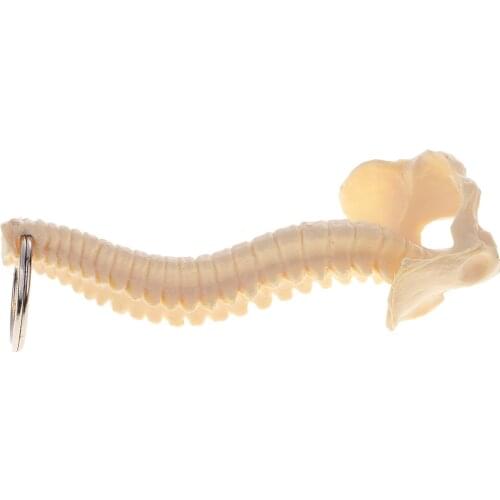 Human Spine Skeleton Keychain, Mini Medical Model 9.5 x 4cm, Key Ring Diameter 2.5cm, Biology Classroom Study Tools
