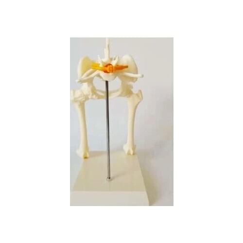 Model of dog hip joint dog skeleton Veterinary teaching aids Animal model free shipping