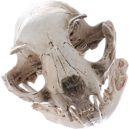 Resin Realistic Art Replica Animal Cat Skull Model Medical Teaching Skeleton Model Ornament Home Party Decoration Collectible