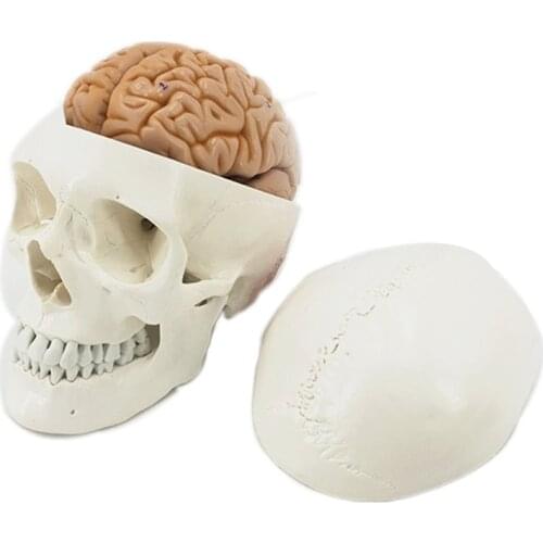 Medical Human Anatomy Skull with Brain Model