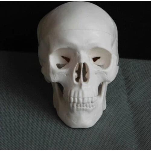 Free shipping delicate human skeleton skull model body model 9*7*10cm