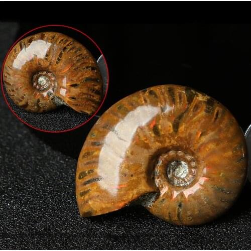2.6-3 .5 cm/1.02- 1.38in Spiral Ammolite Natural Ammonite Fossil Pure Natural Handicraft Pieces Played on Palms