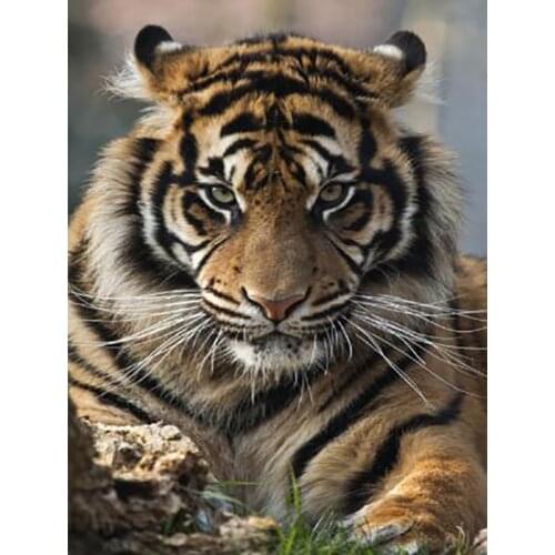Canvas Size Full Circle Diamond 5d Diy Diamond Embroidery Tiger Diamond Painting Cross Stitch Rhinestone Mosaic Decoration
