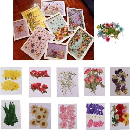 10pcs Multipurpose Real Dried Pressed Flower DIY Phone Case Decor Resin Crafts Making Accessory