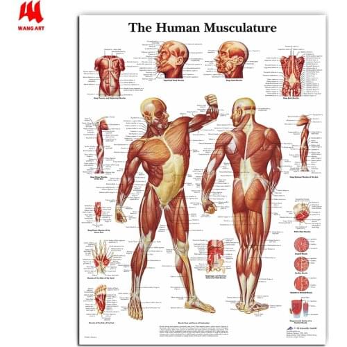 WANGART Human Anatomy Muscles System Art Poster Print Body Map Canvas Wall Pictures for Medical Education Home Decor JY0717