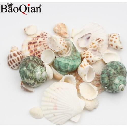 Various Natural Sea Shells Conch Coquillage Beach Decor Craft Diy Home Decoration Marine Style Fish Tank Conch Embellishment