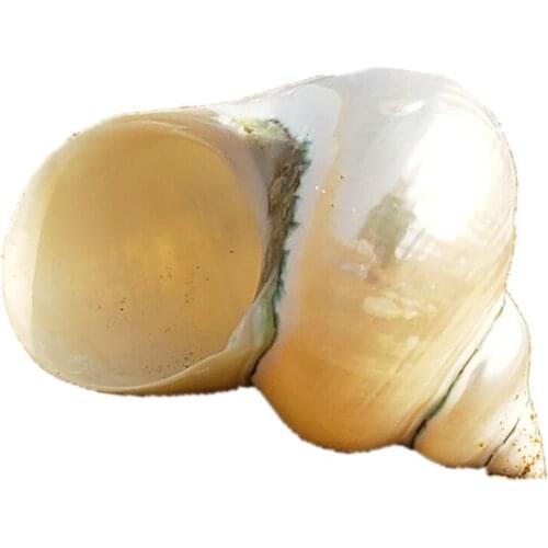 Natural Big Sea Conch Shell Oversized Silver Snail Fluorescent Snail Fish Tank Landscape Home Office Hotel Natural Ornaments