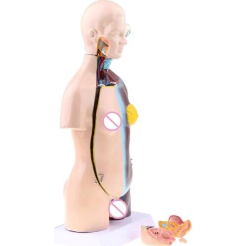 Dual-Sex Human Torso Body Anatomy Model Heart Brain Skeleton Medical Educational Hospital Lab Display 18 inch
