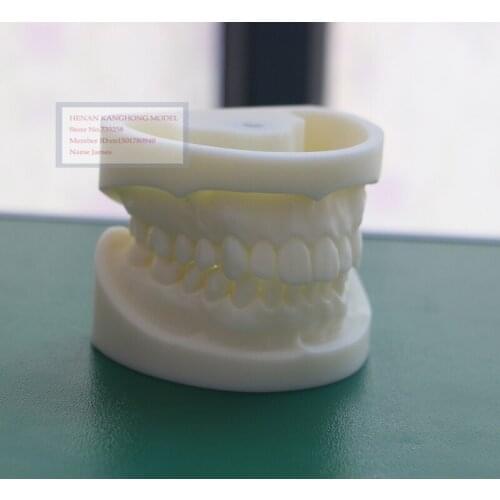 White corundum tooth model,Tooth system for practice model,Tooth model,Dental model