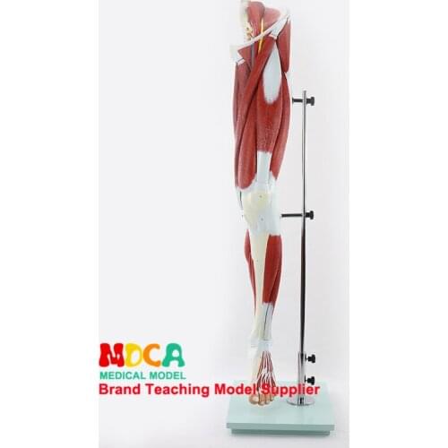 MJRJ005 Teaching of Leg Muscle Anatomy Model Medicine for Lower Limb Muscle Vascular Nerve Model