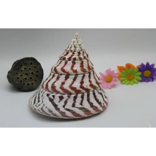 10-12cm height Hongta largeMediterranean natural shell conch home decoration Trochidae top shell
